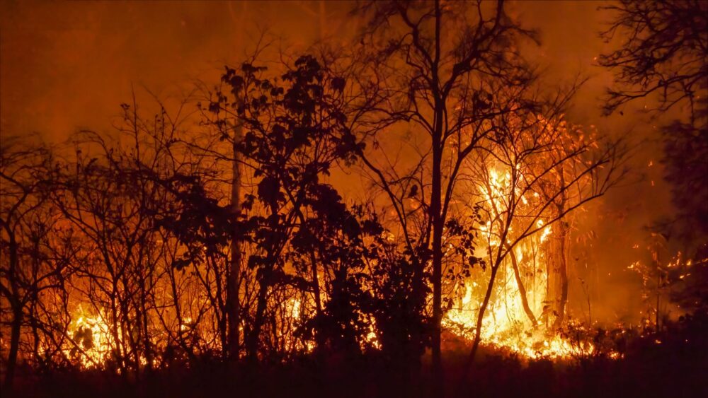 A wildfire burning in a forest.